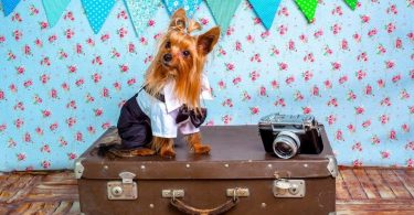 What to bring boarding your dog?