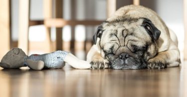 Signs of pain in dogs